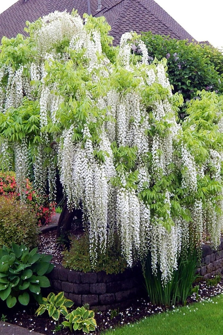 WISTERIA CHINENSIS